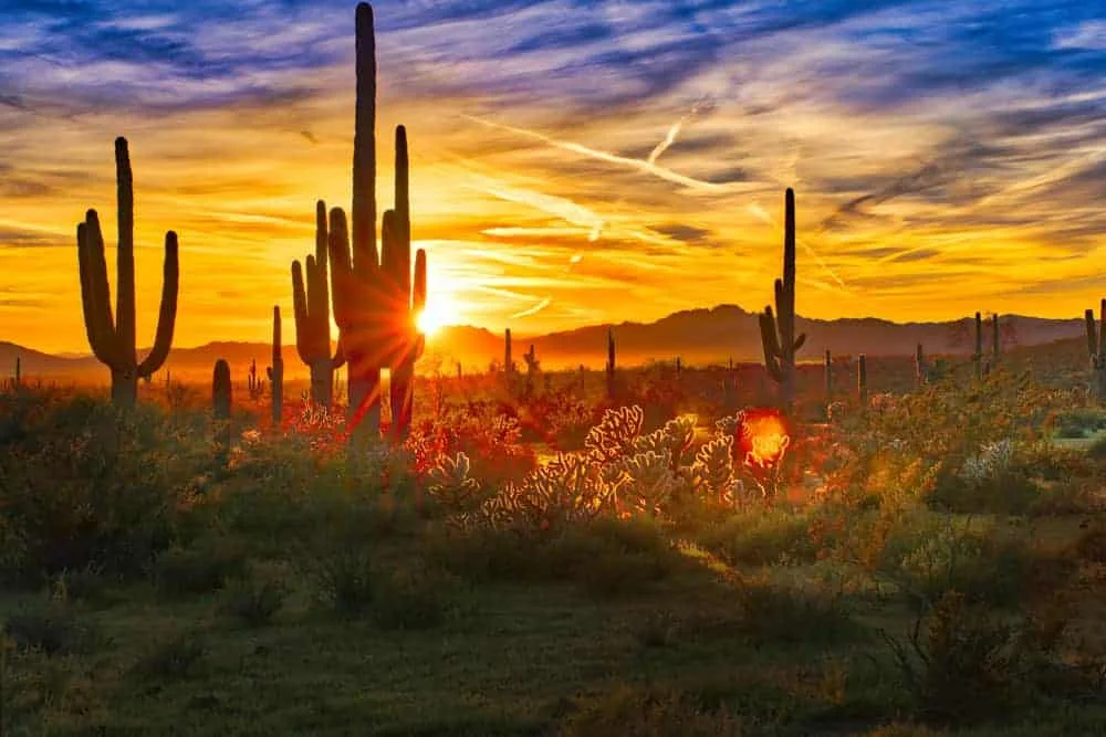 Sonoran Desert, Mesa